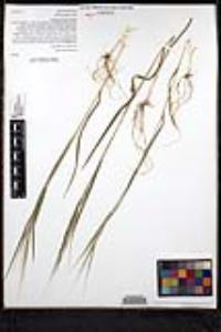 Bromus diandrus image