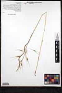 Bromus diandrus image