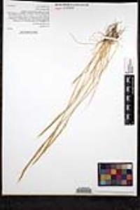 Vulpia myuros image