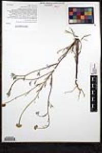 Chaenactis glabriuscula var. glabriuscula image
