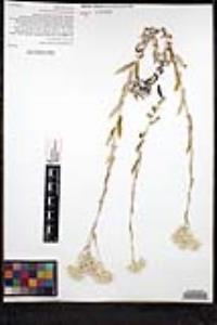 Pseudognaphalium biolettii image