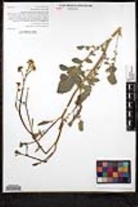 Hirschfeldia incana image