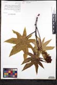 Ricinus communis image