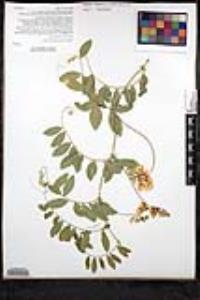 Lathyrus vestitus var. vestitus image