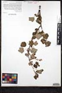 Ribes indecorum image