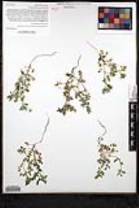 Nemophila menziesii image