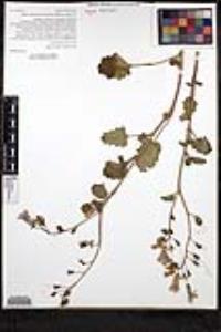 Phacelia minor image
