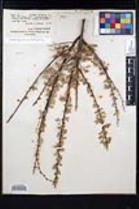 Acacia greggii image