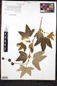 Platanus racemosa image