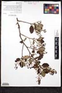 Ceanothus oliganthus var. oliganthus image