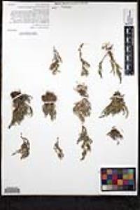 Selaginella bigelovii image
