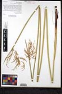 Juncus textilis image