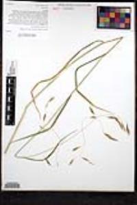 Bromus carinatus var. carinatus image