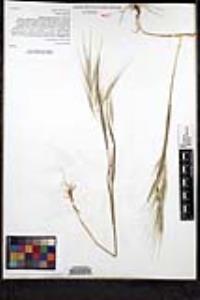 Bromus sterilis image