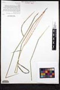 Elymus glaucus subsp. virescens image