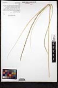 Muhlenbergia rigens image