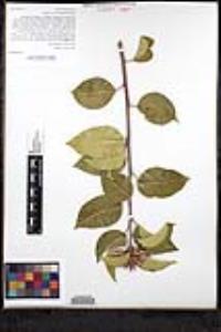 Rhus ovata image