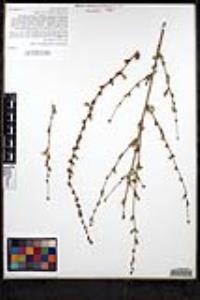 Stephanomeria virgata image
