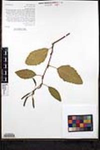 Alnus rhombifolia image