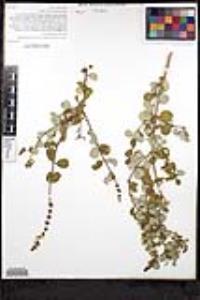 Lonicera subspicata image