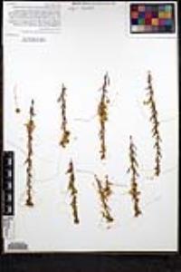 Cuscuta californica image