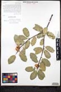 Quercus wislizeni var. wislizeni image