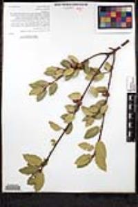 Quercus wislizeni var. frutescens image