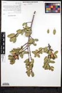 Quercus wislizeni var. frutescens image