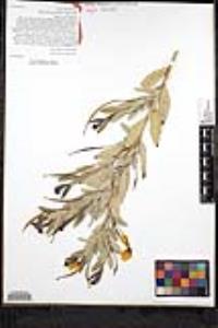 Dendromecon rigida image