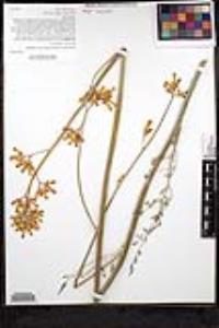 Ehrendorferia chrysantha image