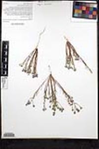 Eriastrum sapphirinum subsp. dasyanthum image