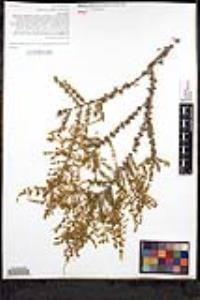 Adenostoma fasciculatum image
