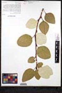 Populus trichocarpa image