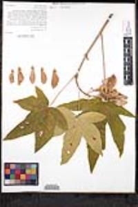 Acer macrophyllum image