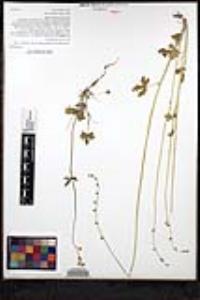 Lithophragma heterophyllum image