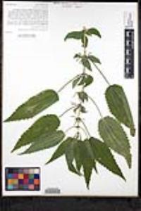 Urtica gracilis subsp. holosericea image