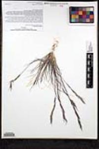 Aristida adscensionis image