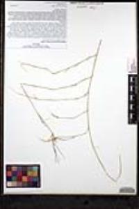 Muhlenbergia porteri image