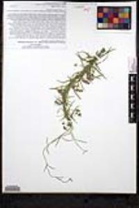 Funastrum heterophyllum image