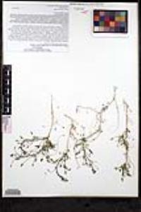 Pleurocoronis pluriseta image