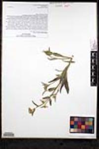 Simpsonanthus jonesii image