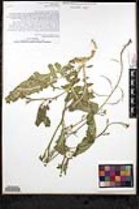 Brassica tournefortii image