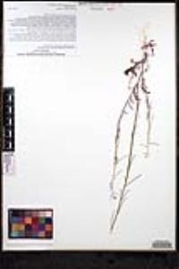 Caulanthus lasiophyllus image