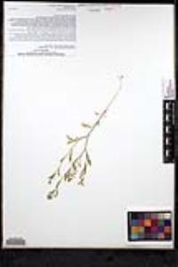 Lepidium lasiocarpum image