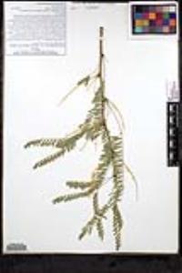 Prosopis glandulosa var. torreyana image