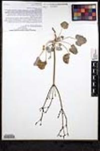 Eriogonum deflexum var. rectum image