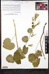 Boykinia rotundifolia image