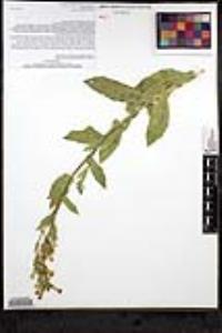 Nicotiana obtusifolia image