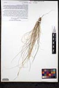 Aristida purpurea var. wrightii image
