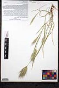 Bromus rubens image